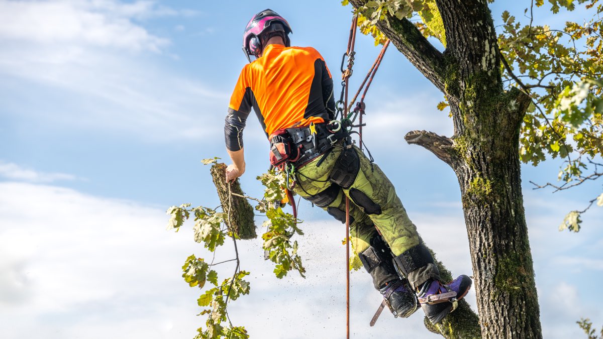 An arborist in a climbing helmet, harness and chainsaw-rated trousers, secured by two ropes while moving through a tree canopy, the kind of work a Health Surveillance programme covers